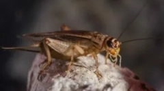 Kako se znebiti crickets doma